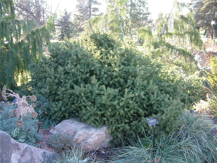 Plant photo of: Pinus abies 'Repens'