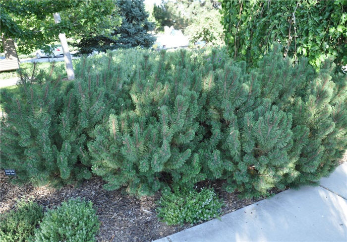 Plant photo of: Pinus mugo  'Slowmound'
