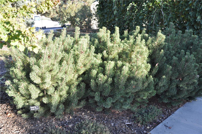 Plant photo of: Pinus mugo  'Slowmound'
