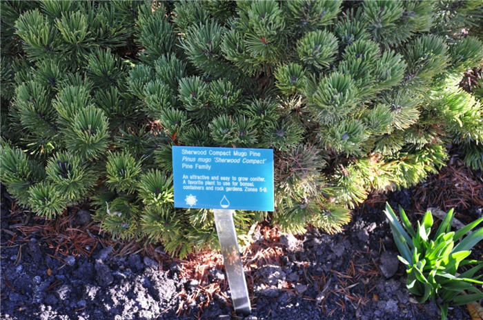 Plant photo of: Pinus mugo 'Sherwood Compact'