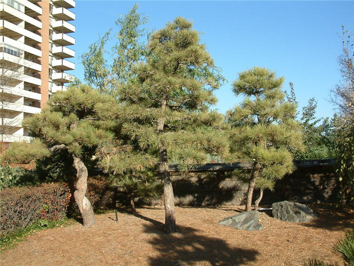 Plant photo of: Pinus nigra