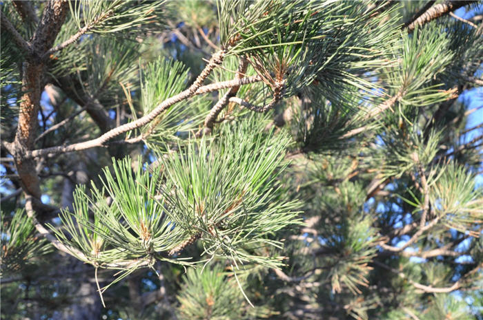 Plant photo of: Pinus nigra