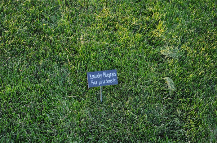 Plant photo of: Poa pratensis