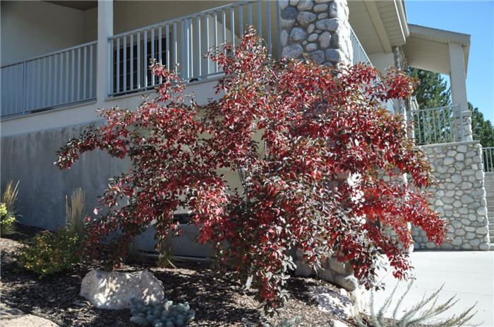 Plant photo of: Prunus x cistena
