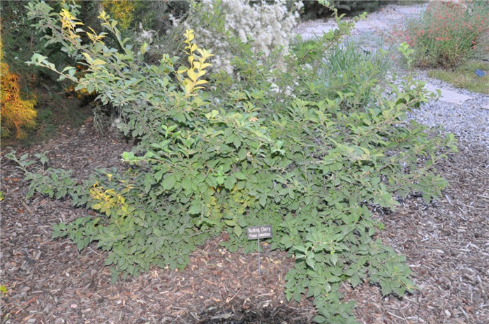 Plant photo of: Prunus tomentosa