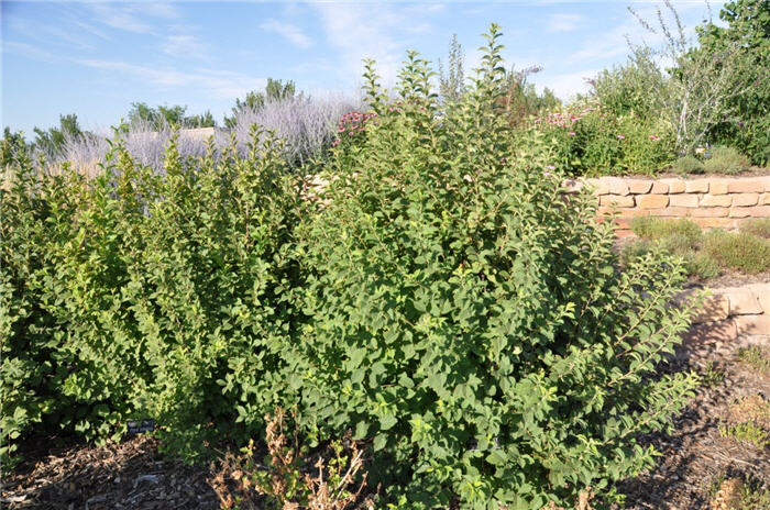 Plant photo of: Prunus tomentosa