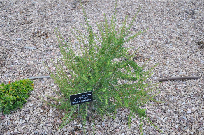 Plant photo of: Purshia mexicana