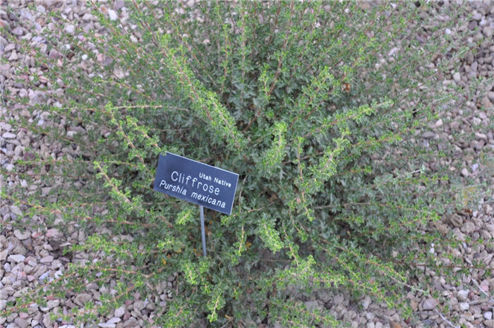 Plant photo of: Purshia mexicana