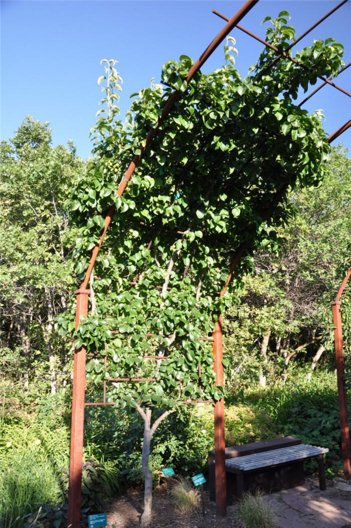 Plant photo of: Pyrus calleryana