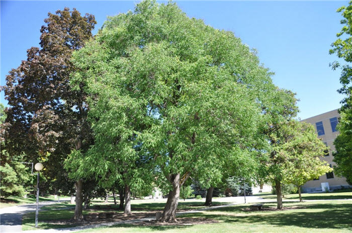 Plant photo of: Quercus mongolica