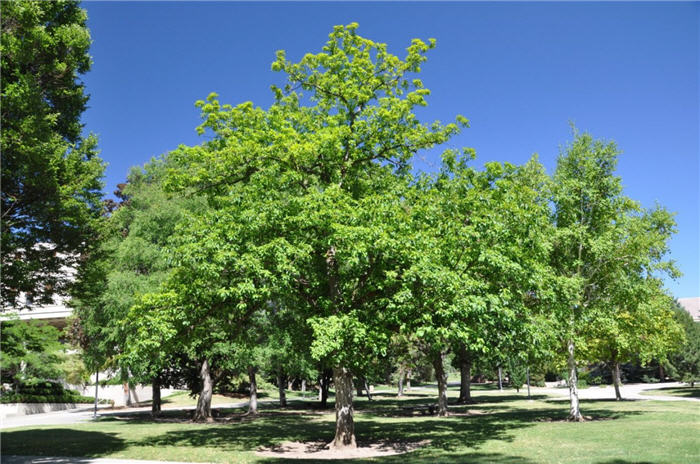 Plant photo of: Quercus mongolica