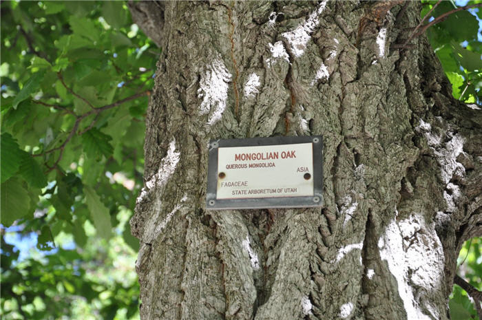 Plant photo of: Quercus mongolica