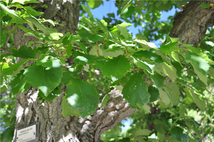 Plant photo of: Quercus mongolica