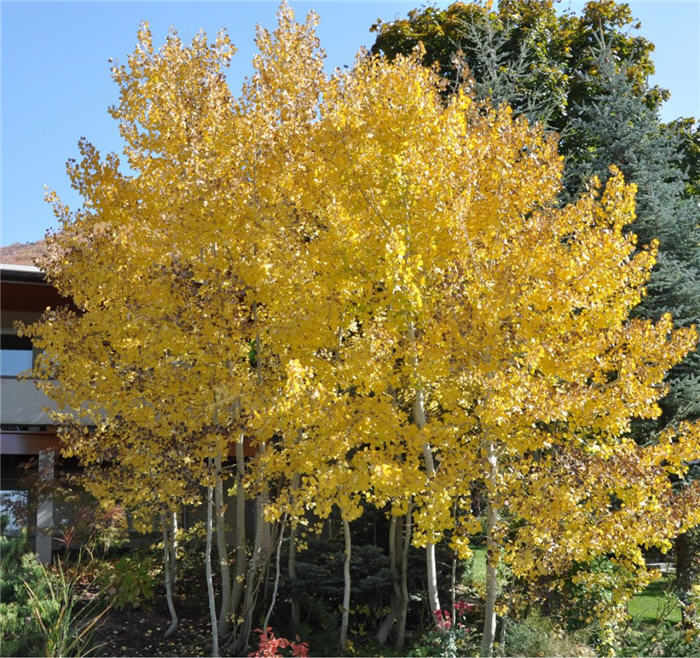 Plant photo of: Populus tremuloides