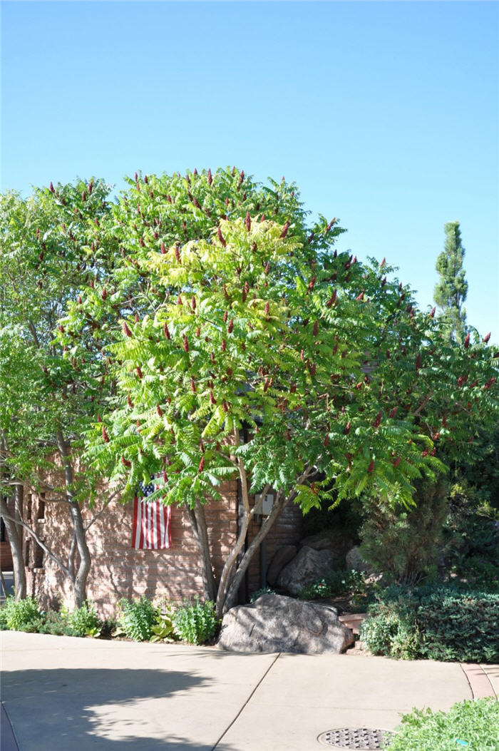 Plant photo of: Rhus typhina