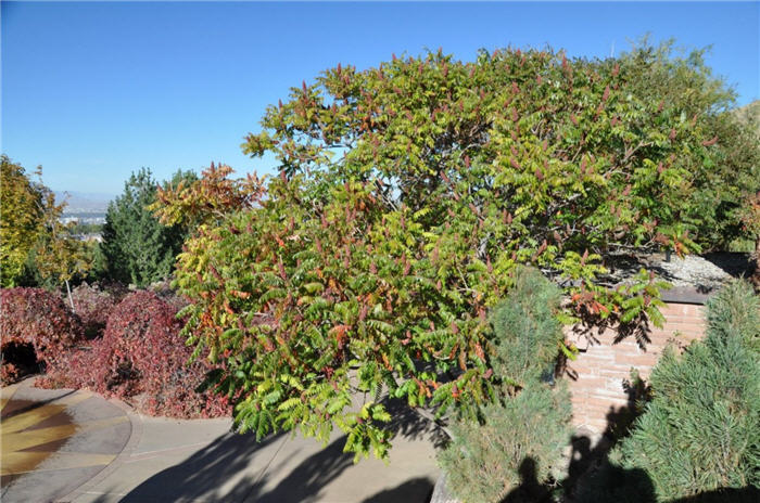 Plant photo of: Rhus typhina