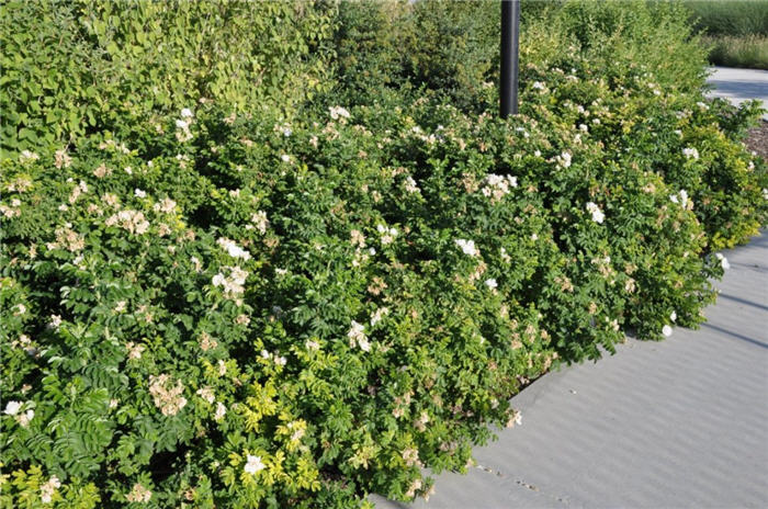 Plant photo of: Rosa 'Blanc de Coubert'
