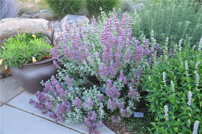Plant photo of: Salvia pachyphylla