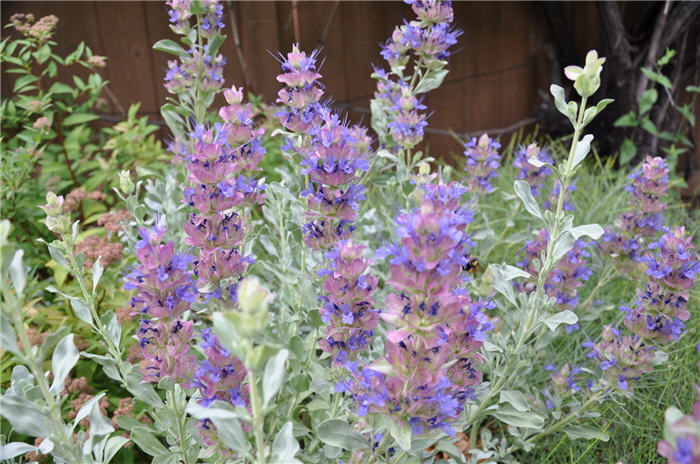 Plant photo of: Salvia pachyphylla