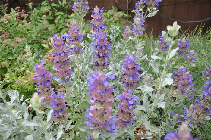 Plant photo of: Salvia pachyphylla