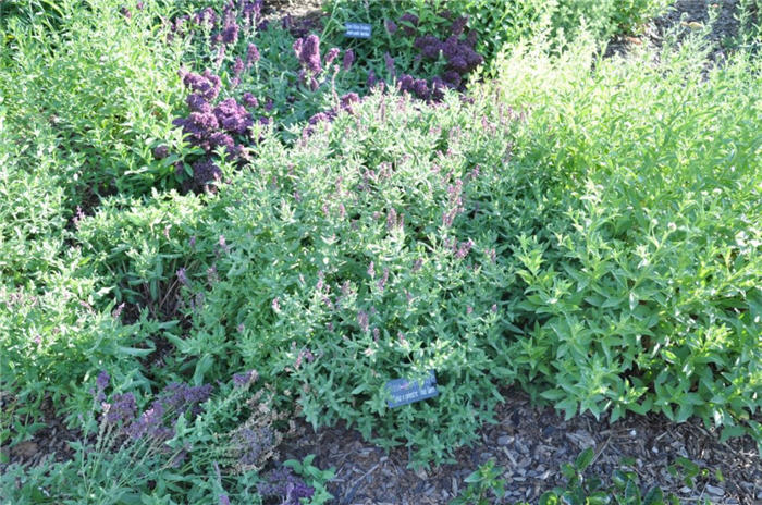 Plant photo of: Salvia X sylvestris 'Rose Queen'