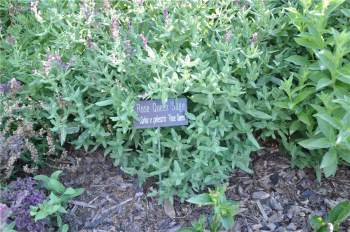 Plant photo of: Salvia X sylvestris 'Rose Queen'