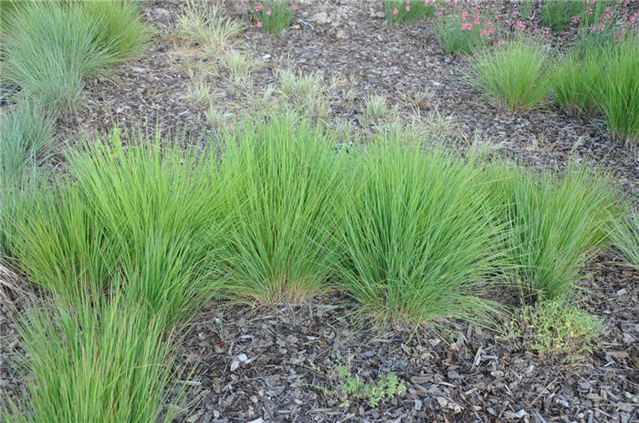 Plant photo of: Schizachyrium scoparium 'Blaze'