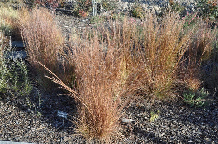 Plant photo of: Schizachyrium scoparium 'Blaze'