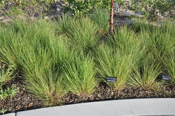 Plant photo of: Schizachyrium scoparium 'Blaze'