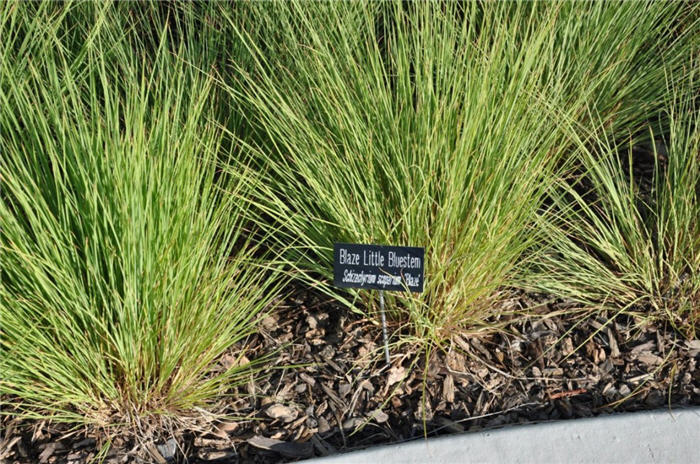 Plant photo of: Schizachyrium scoparium 'Blaze'