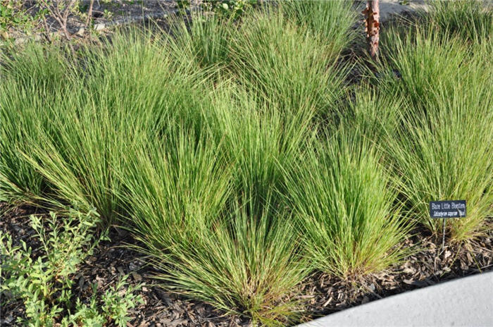 Plant photo of: Schizachyrium scoparium 'Blaze'