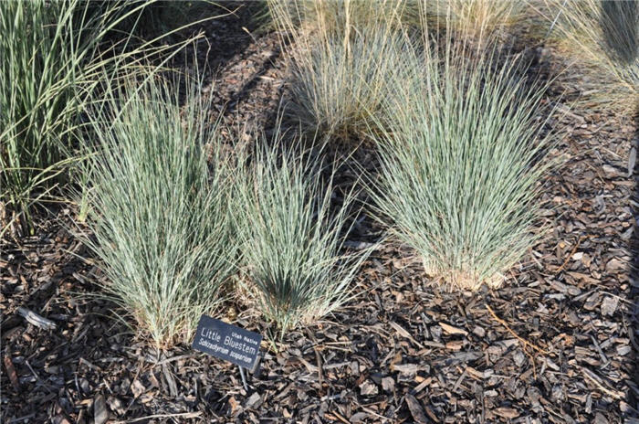 Plant photo of: Schizachyrium scoparium