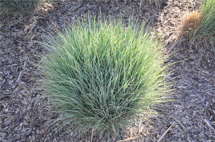 Plant photo of: Schizachyrium scoparium