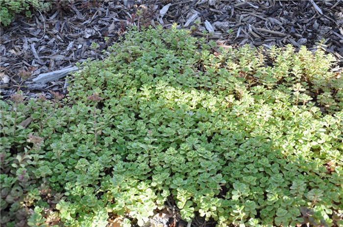 Plant photo of: Sedum acre
