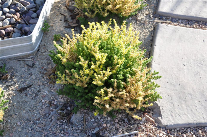 Plant photo of: Sedum acre 'Aureum'