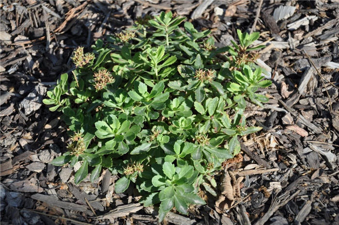 Plant photo of: Sedum divergens 'Old Man Bones'