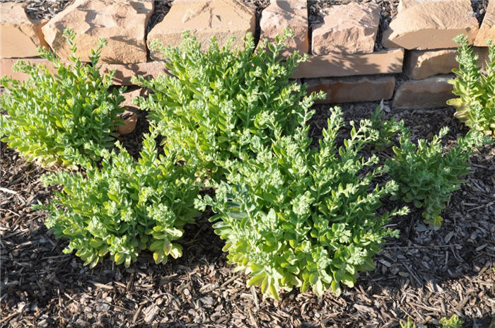 Plant photo of: Sedum 'Herbstfreude'