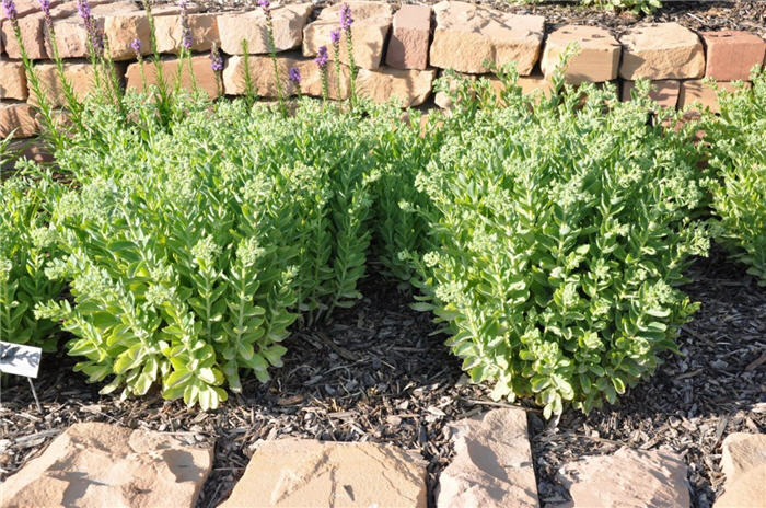 Plant photo of: Sedum 'Herbstfreude'