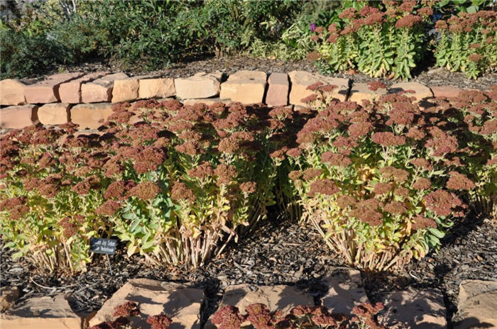Plant photo of: Sedum 'Herbstfreude'