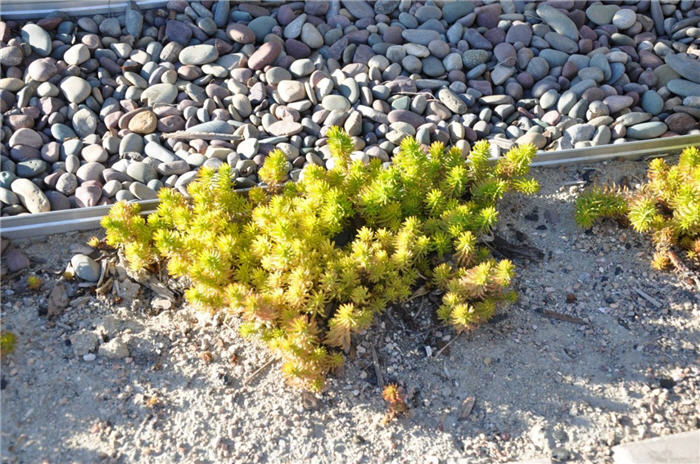 Plant photo of: Sedum rupestre 'Angelina'