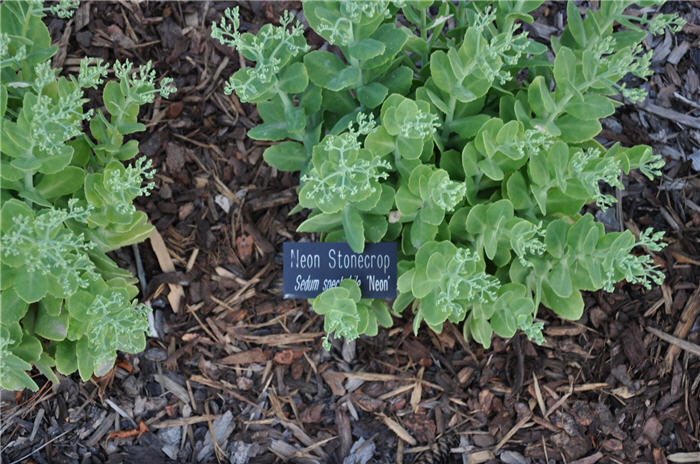 Plant photo of: Sedum spectabile 'Neon'