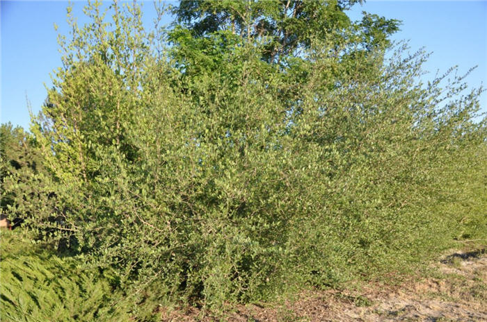 Plant photo of: Sheperdia argentea