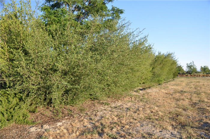 Plant photo of: Sheperdia argentea