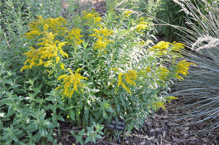 Plant photo of: Solidago hybrids