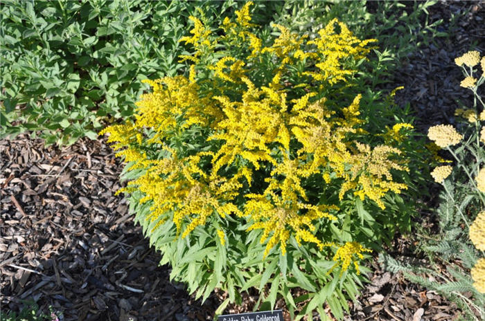 Plant photo of: Solidago hybrids