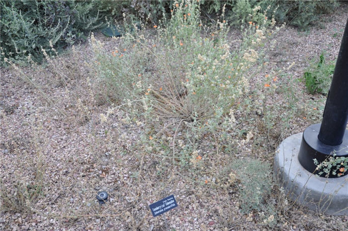 Plant photo of: Sphaeralcea grossulariifolia