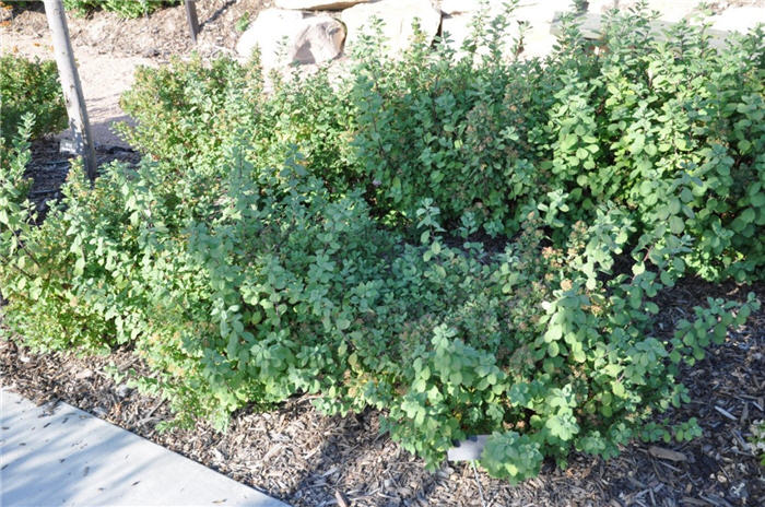 Plant photo of: Spiraea betulifolia