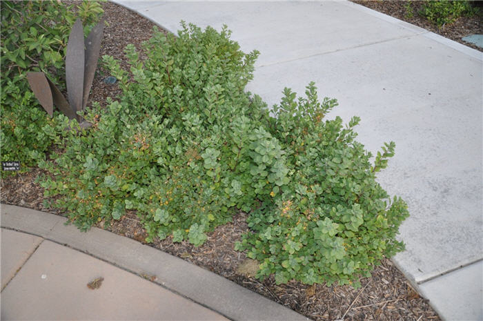 Plant photo of: Spiraea betulifolia