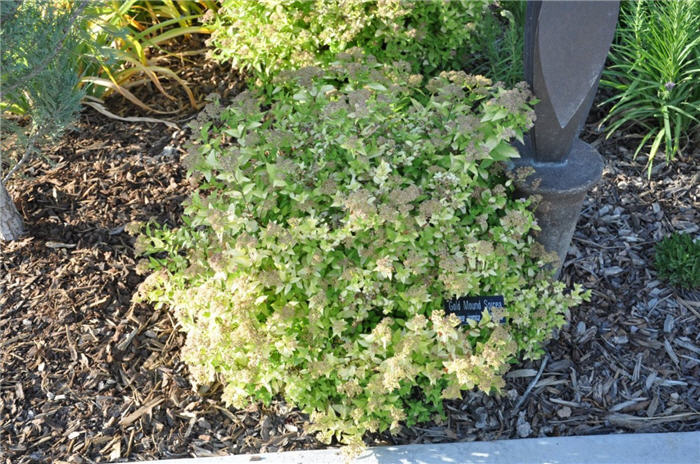 Plant photo of: Spiraea japonica 'Gold Mound'
