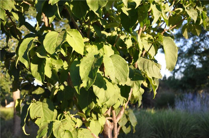 Plant photo of: Syringa reticulata 'Ivory Silk'
